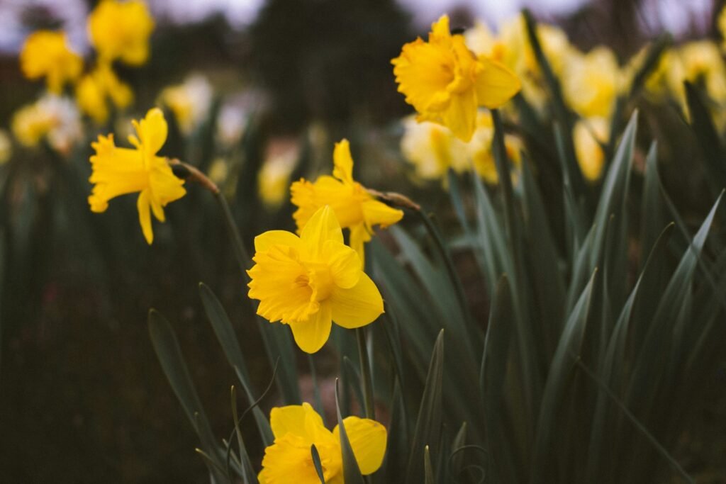daffodils