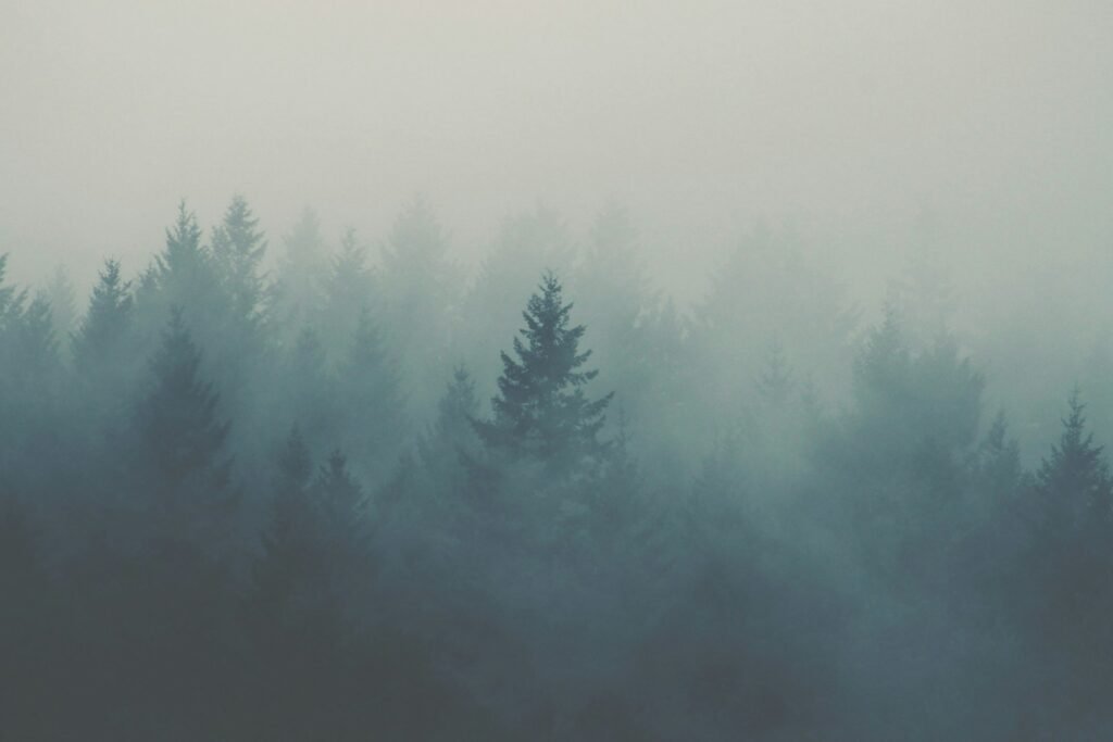 forest covered with fog