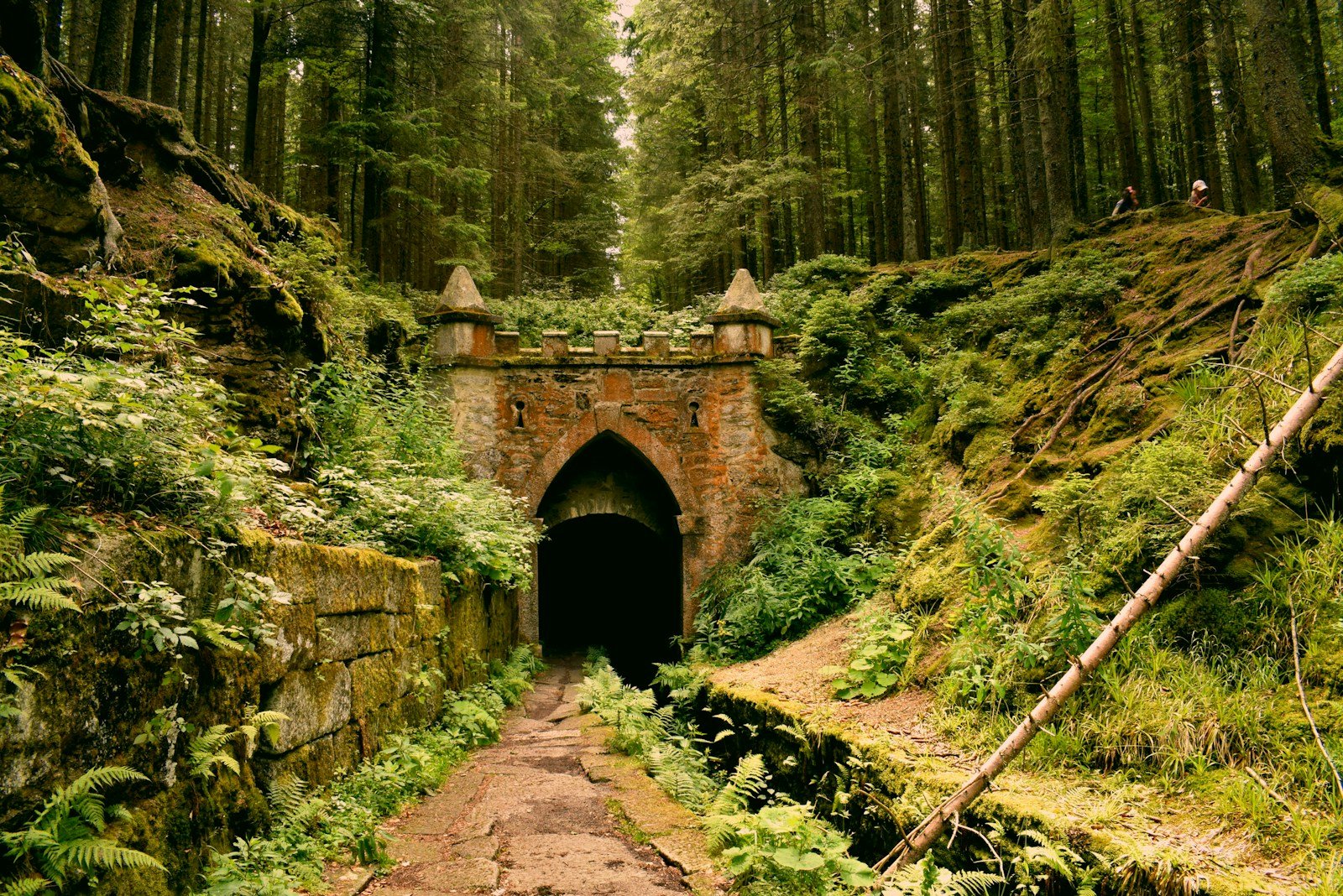 tunnel under green trees